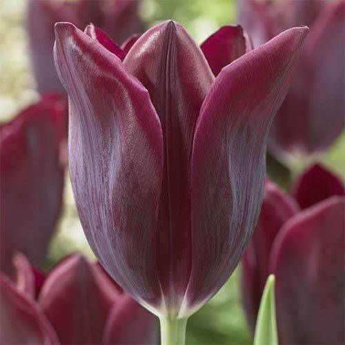 

Тюльпан Havran (луковицы) 3 шт