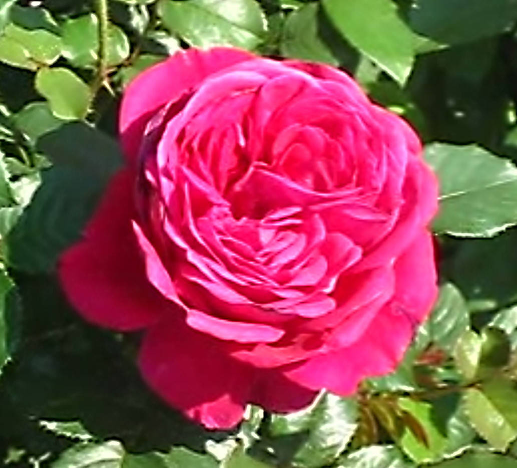 

Роза Fisherman’s Friend (Друг рыбака). (вв). Английская роза