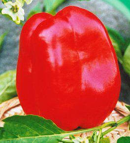 

Семена перца Калифорнийское чудо