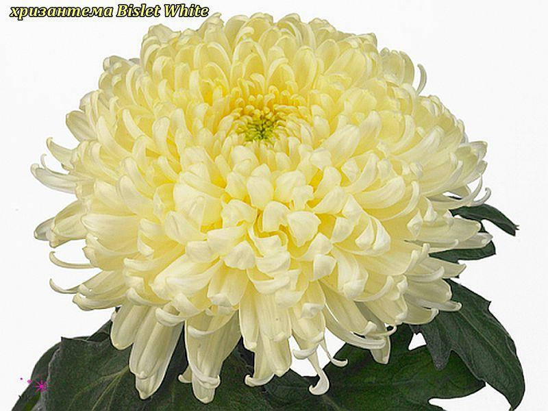 

Хризантема Bislet White (Бислет Уайт) одноголовая. крупноцветковая рассада