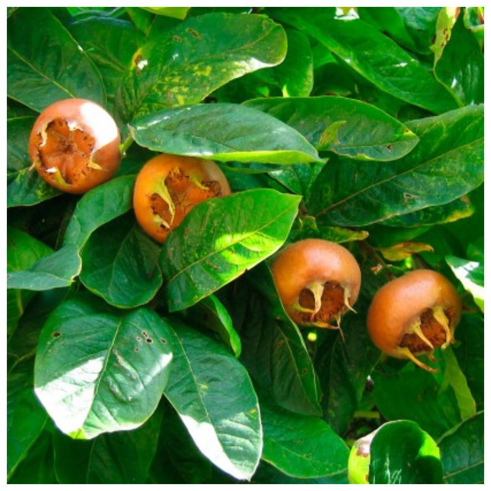 

Мушмула Германская \ Mespilus germanica L.