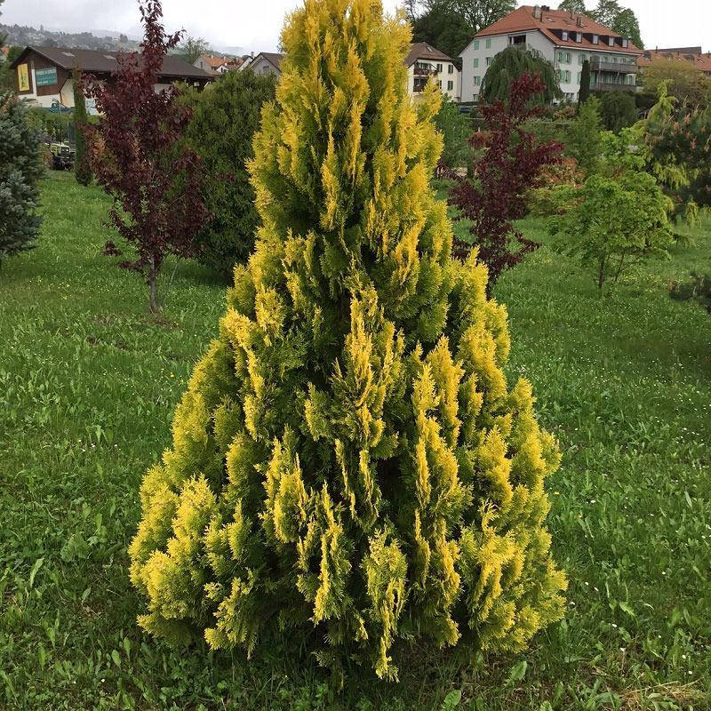 

Туя западная Yellow Ribbon, Thuja occidentalis Yellow Ribbon