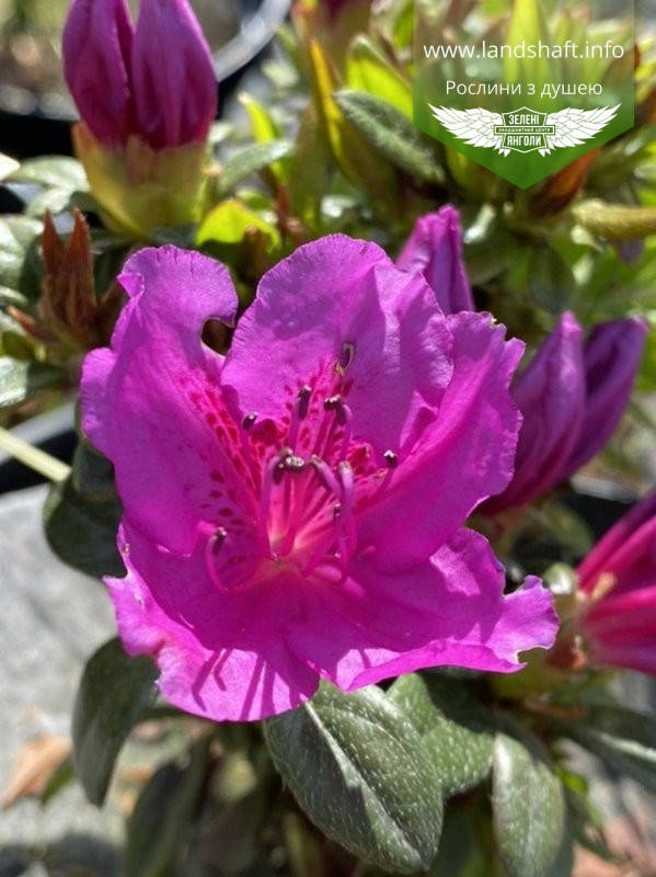 

Azalea japonica 'Lilienstein', Азалія японська 'Лілієнштайн',C2 - горщик 2л