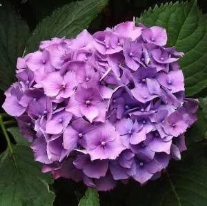 

Саженцы Гортензии крупнолистной Европа "Europa"