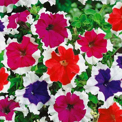 

Петуния свисающая Пикоти смесь, 0.005 г, семена Яскрава