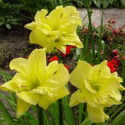 

Лилейник Double River Wye (саженцы)