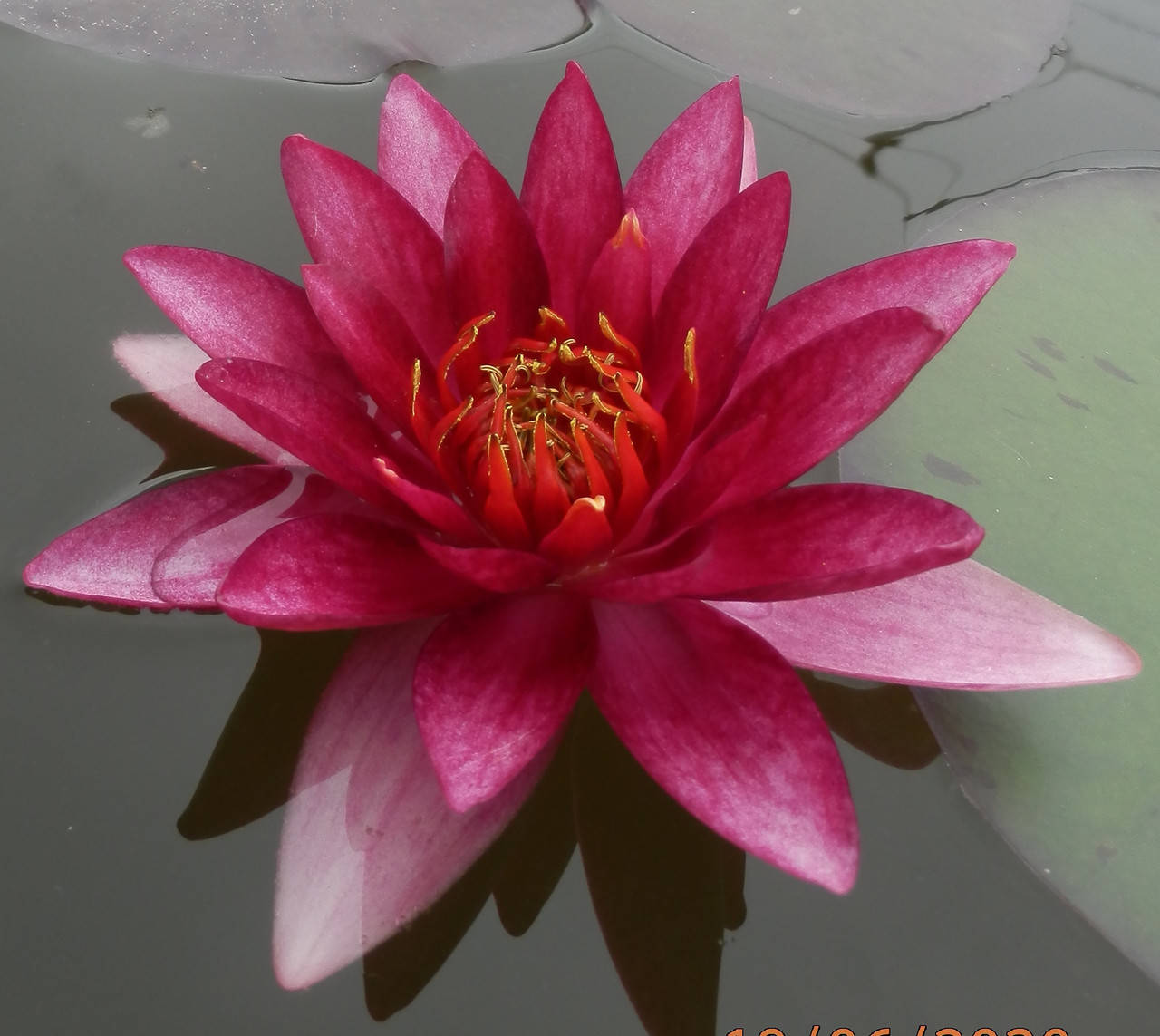 

Нимфея "Везув" - Nymphaea "Vezuv"