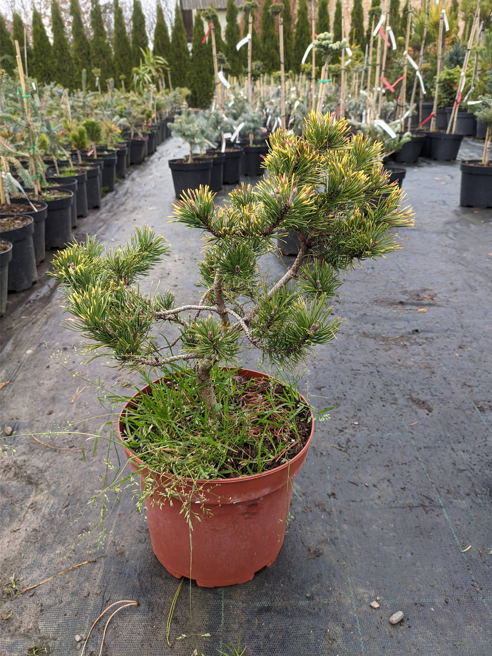 

Pinus mugo Golden Flash C-5