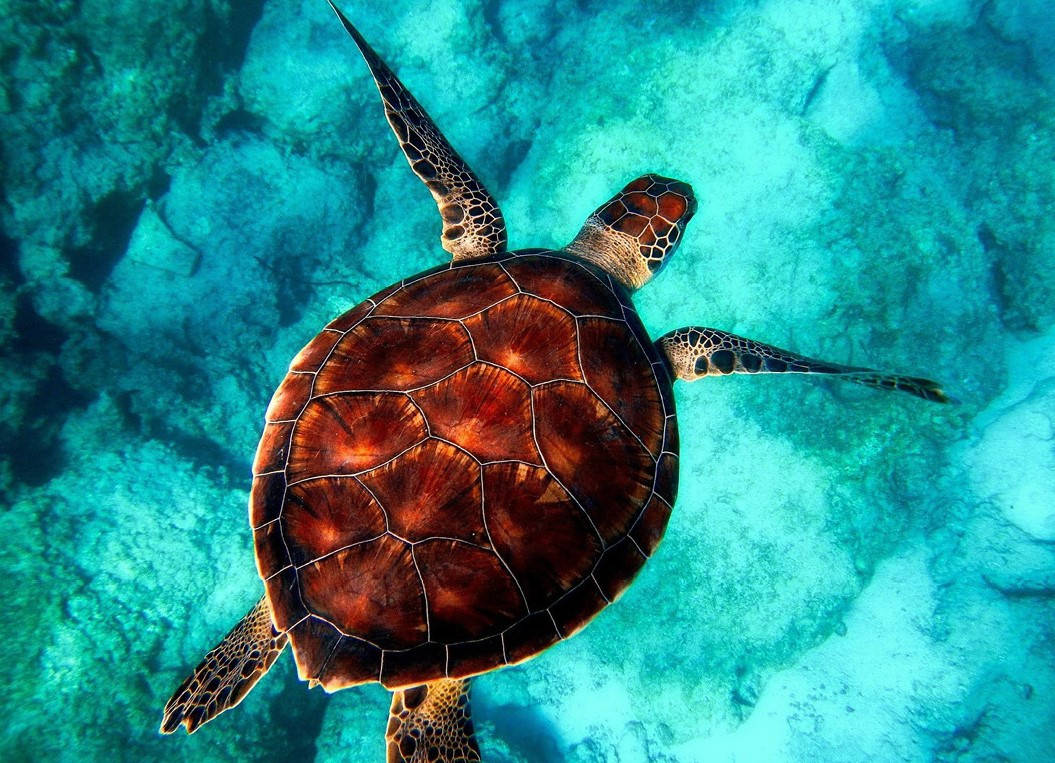 

Алмазная мозаика и Картина по номерам Черепаха 3D 2 в 1 на подрамнике 40х50 см CY2348