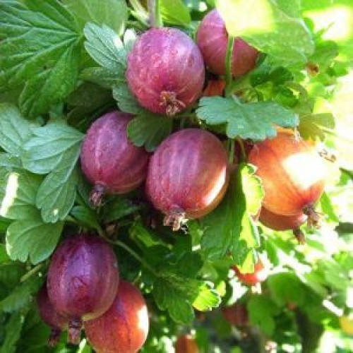 

Крыжовник Неслуховский, ЗКС в горшках 0.8 л