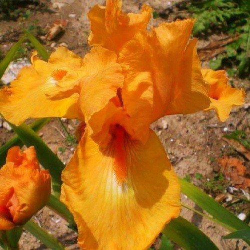 

Ирис Glazed Orange (корневища)