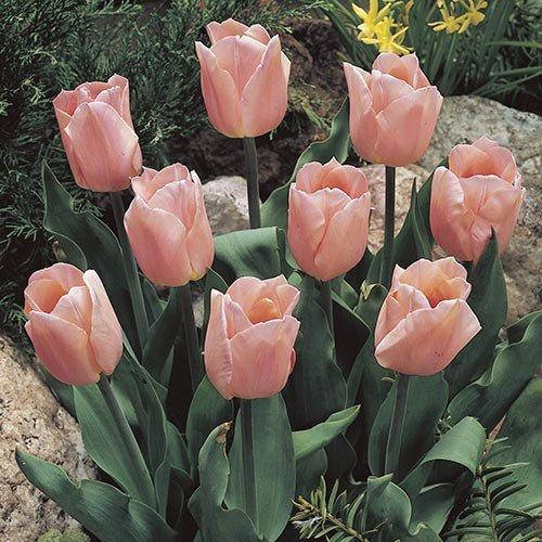 

Тюльпан Apricot Beauty (луковицы) 3 шт