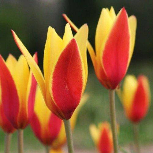 

Тюльпан Tubergens Gem (луковицы) 3 шт