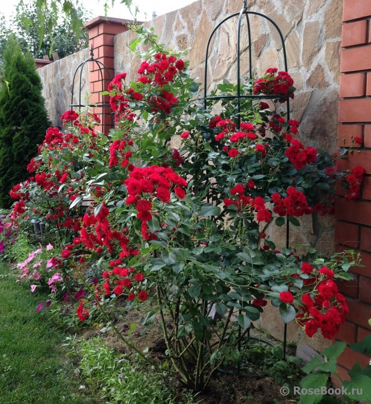 

Саженцы плетистых роз Пол Скарлет Клаймер