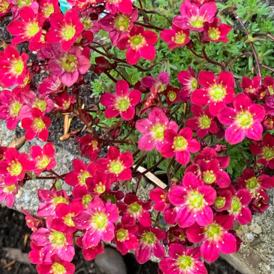 

Камнеломка арендса Пикси Пан Ред (Saxifraga arendsii Pixie Pan Red)