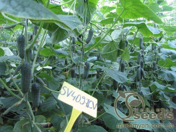 

Огурец «SV 4097 CV» F1 250 с. Семинис, (Seminis)