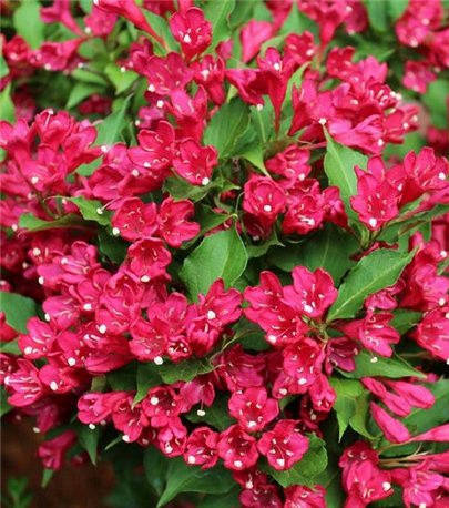 

Вейгела цветущая Ева Ратке ( саженцы 2 года )