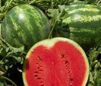 

Семена абуза АУ продюсер