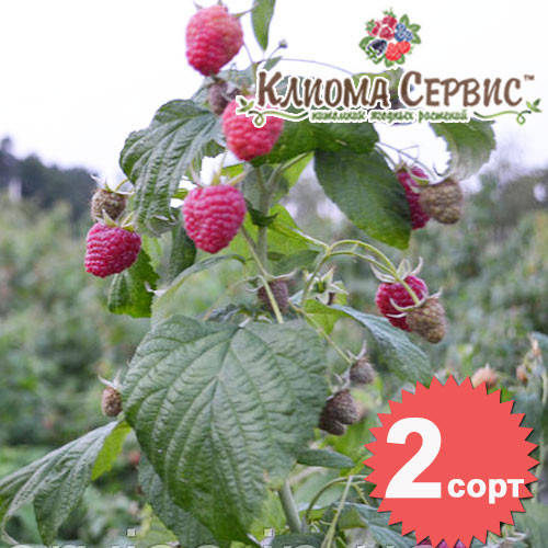 

Саженцы малины сорт Полана, 2 сорт