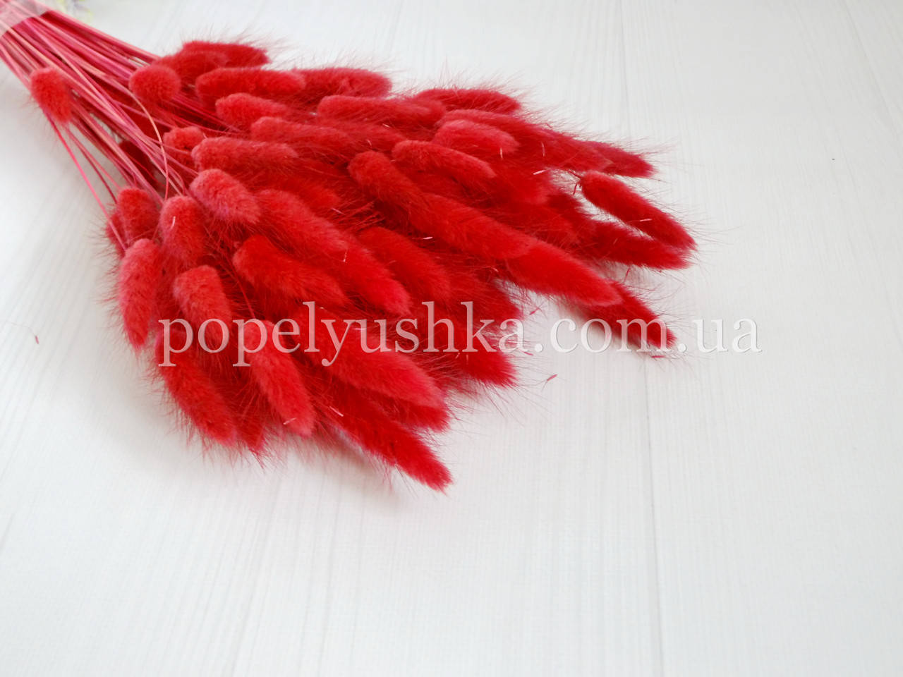 

Лагурус натуральный красный