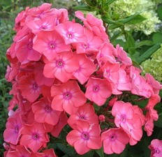 

Флокс метельчатый Анна Герман, р9