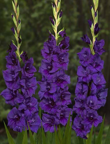 

Гладиолус Purple Flora 3 шт./уп., крупноцветковый