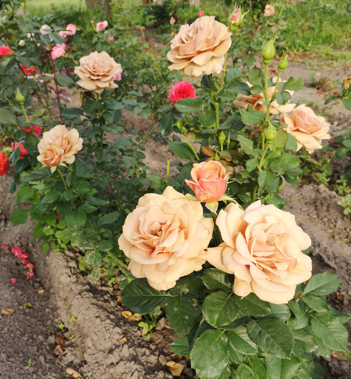 

Роза Мокароза. (вс). Флорибунда