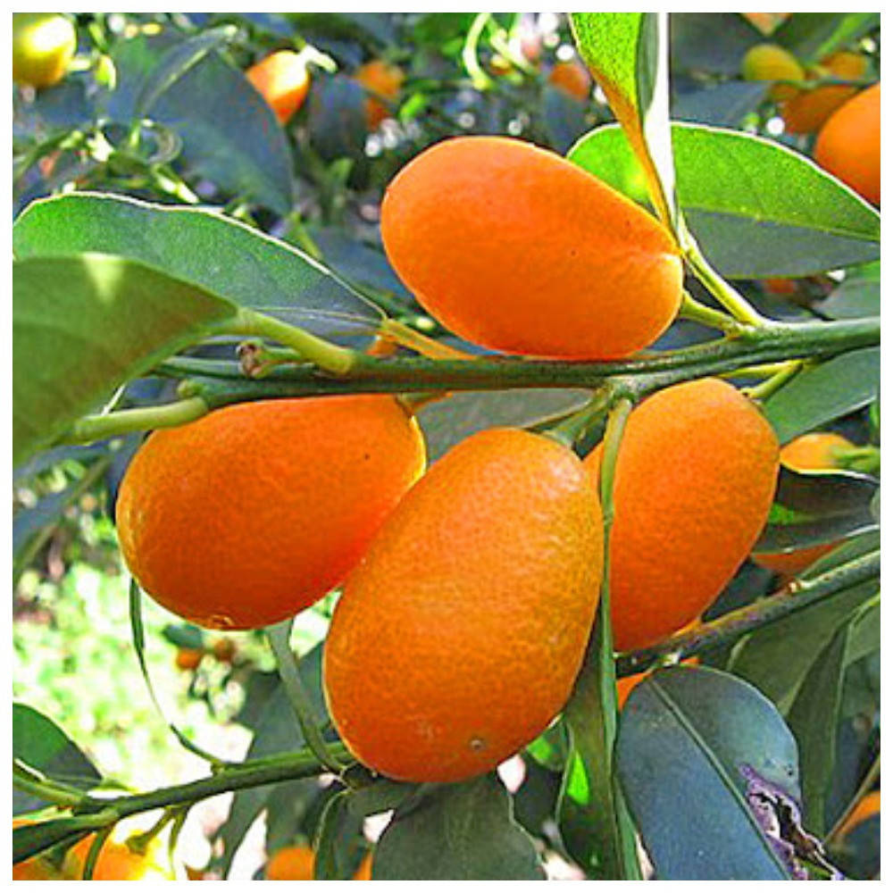 

Кумкват (Кинкан)