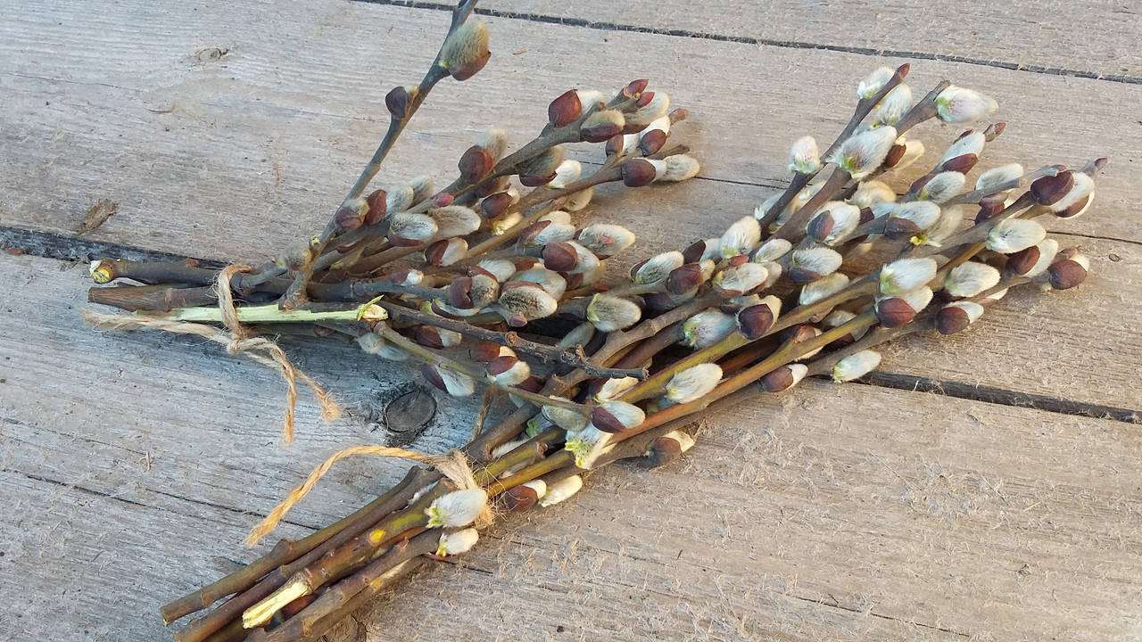 

Пучок вербовых веток с котиками, 10 шт\уп, h-16 см, 25 грн