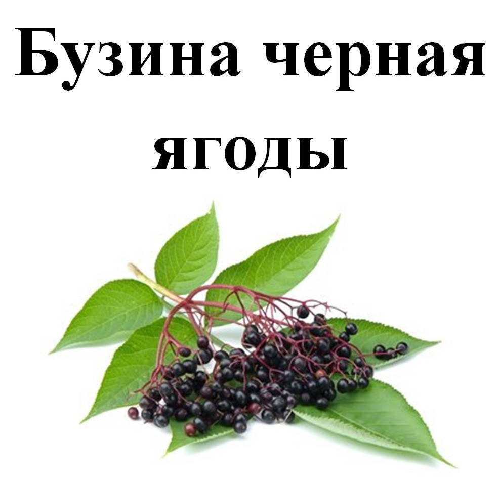 

Бузина черная, плоды сушенные, 50 грамм