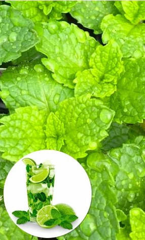 

Мята Мохито "Mint Mojito"
