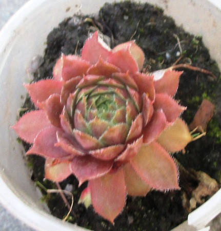 

Молодило Берри блю. В контейнерах Д5.