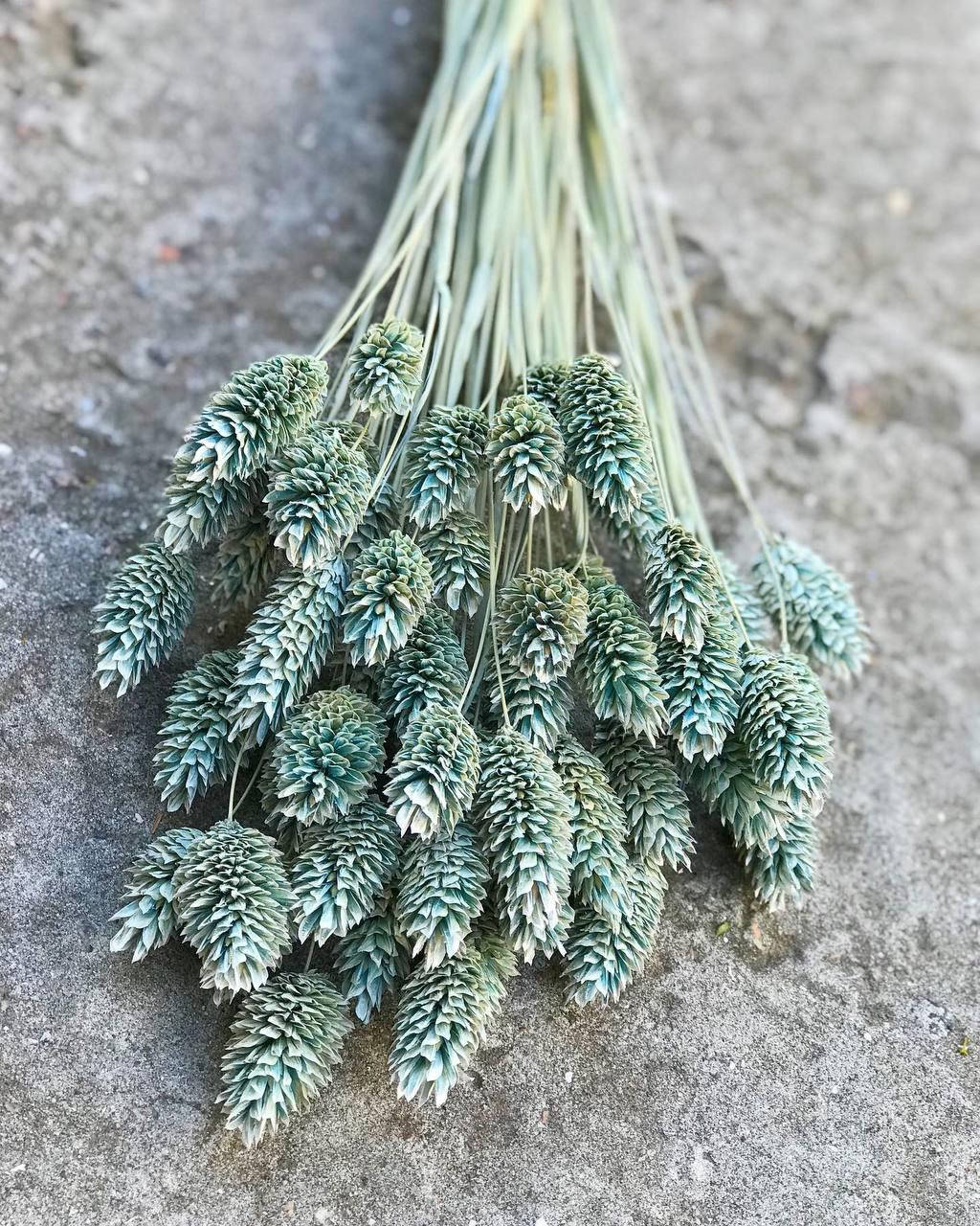 

Фалярис голубой