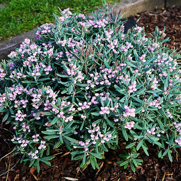 

Андромеда многолистная Блю Айс / Andromeda polifolia Blue Ice