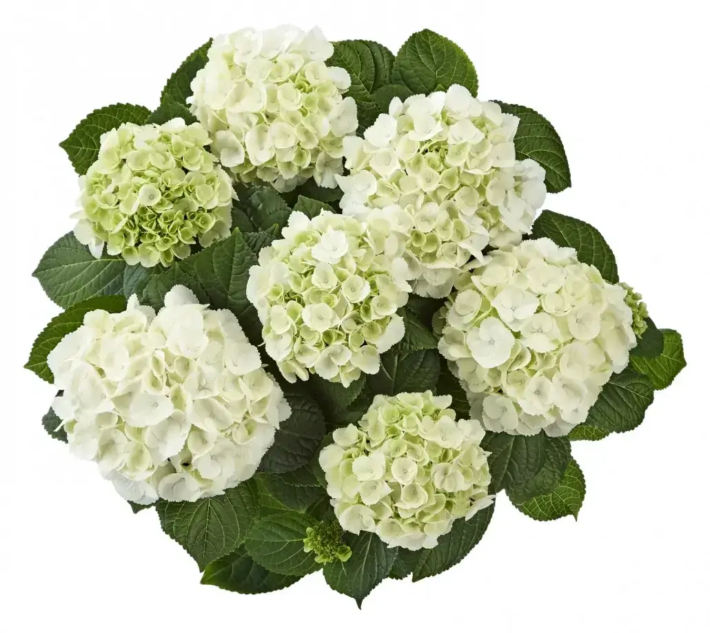 

Гортензия "АЙС ГЕРЛ" крупнолистная / Hydrangea macrophylla `Ice Girl`) / Саженцы