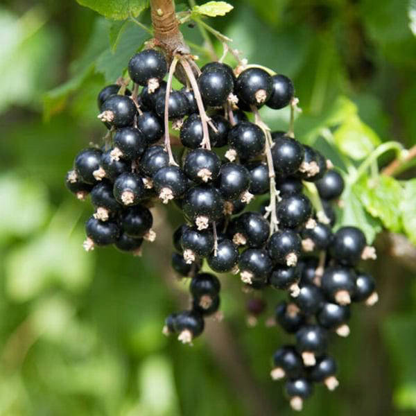 

Тисель - саженцы черной смородины