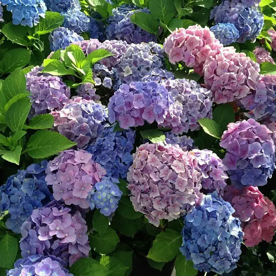 

Гортензия "БОДЕНСИ" крупнолистная / (Hydrangea macrophylla `Bodensse`) Подроб / Саженцы