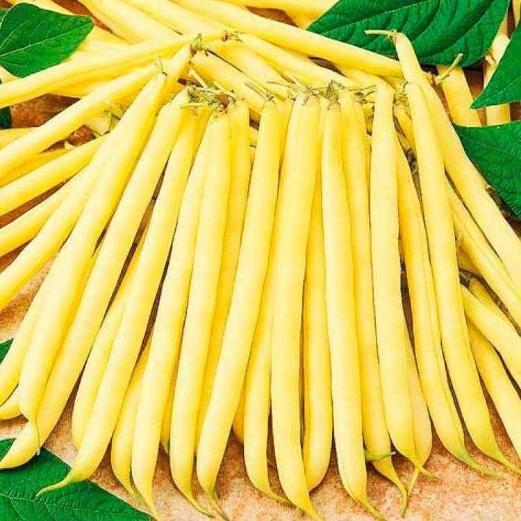 

Спаржева фасоль ФРУИДОР 20 шт