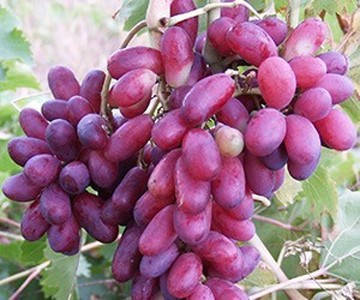 

Виноград Изюминка (саженцы)