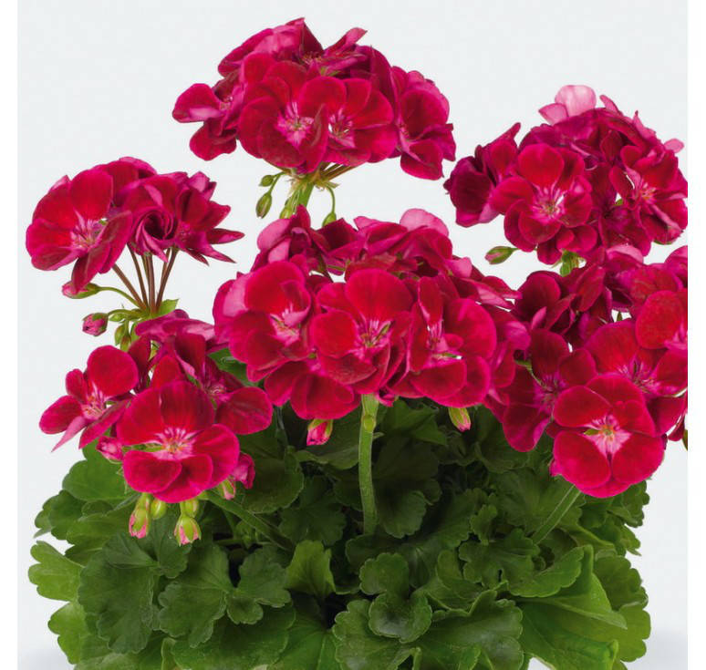 

Пеларгония зональная. Flower fairy velvet