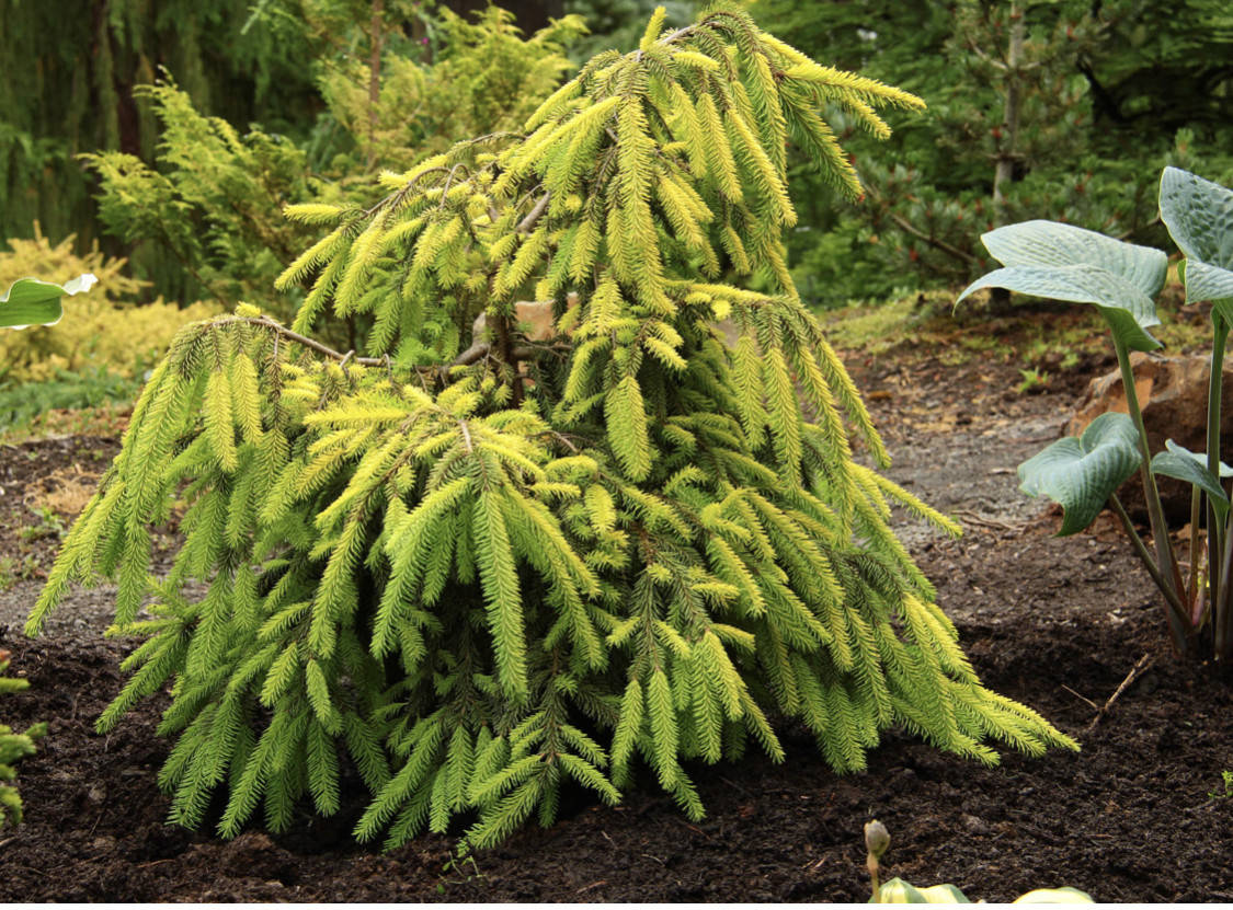 

Picea abies Golden Finch