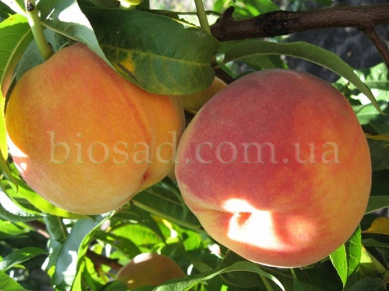 

Персик Редхейвен (Redhaven)