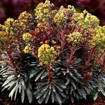 

Молочай миндалевидный Purpurea (Пурпуреа)