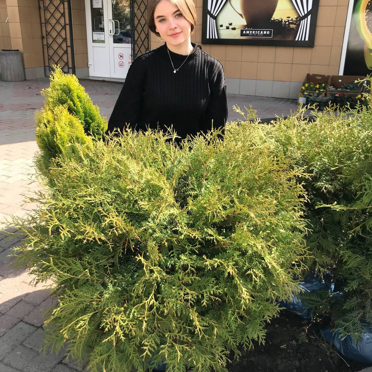 

Туя шаровидна величезна