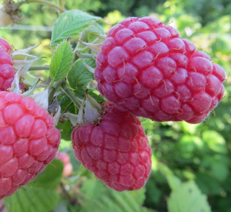 

Саженцы малины "Эрика"