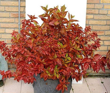 

Вейгела квітуча Wings Of Fire 2 річна, Вейгела цветущая Вингз оф Фаер, Weigela florida Wings Of Fire