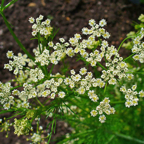 

Тмин Восточный аромат 2 г