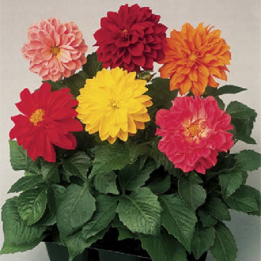 

Георгина семена 10 шт Syngenta Голландия Fresco Formula Mix