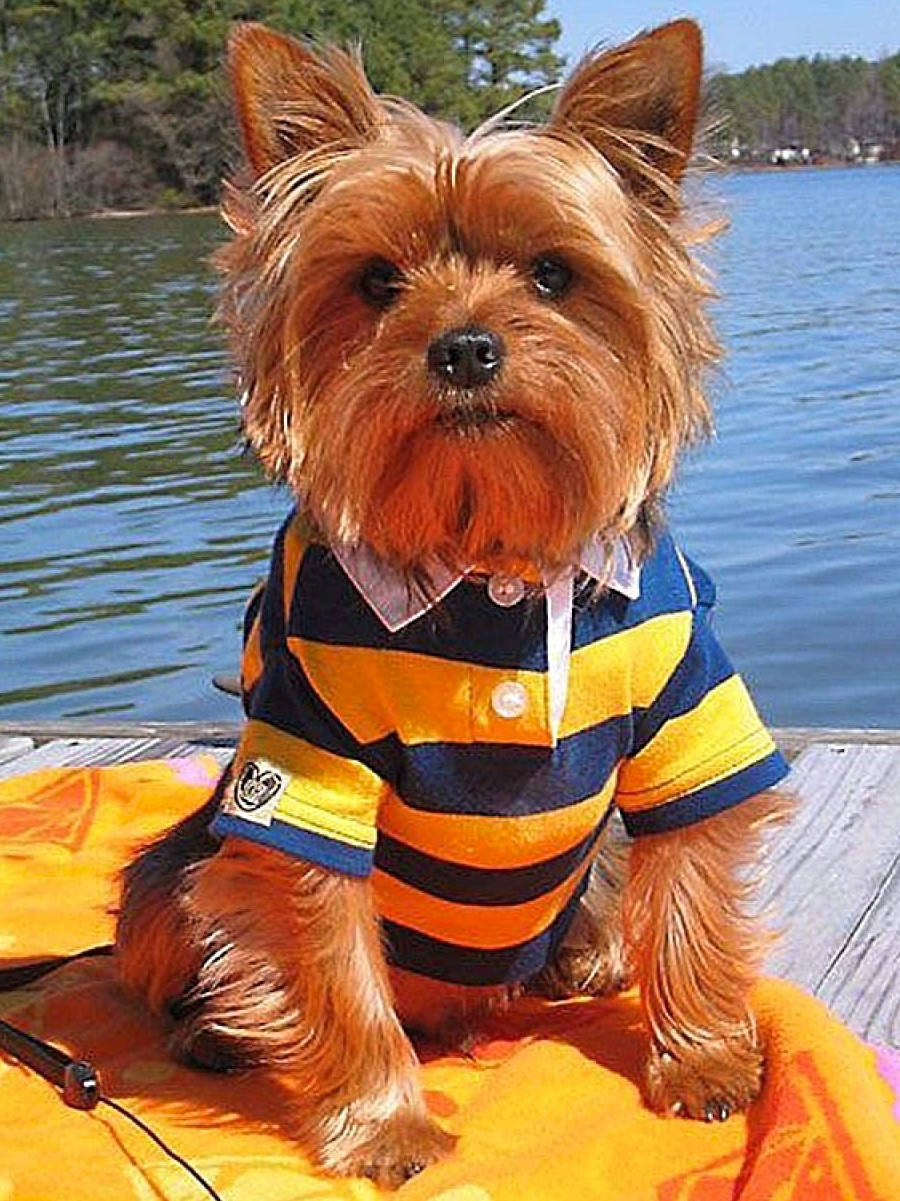 

Набор Алмазная мозаика вышивка 30х40 "Йоркширский терьер" (на подрамнике) TN1059