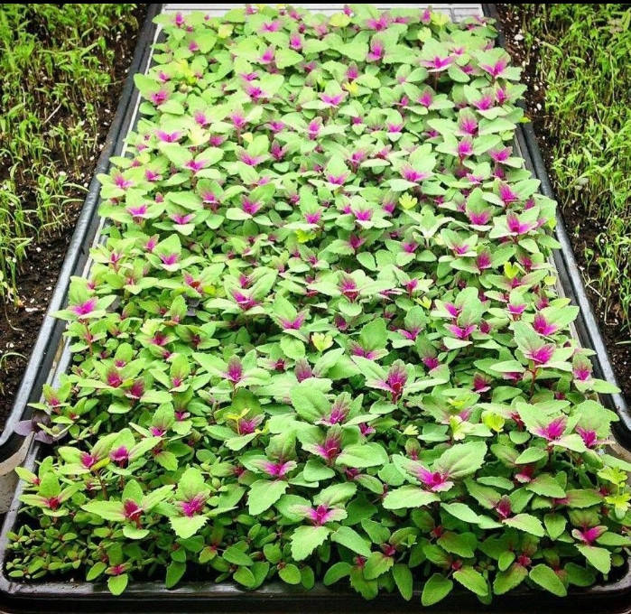 

Семена Шпинат Земляничный микрогрин/беби 50